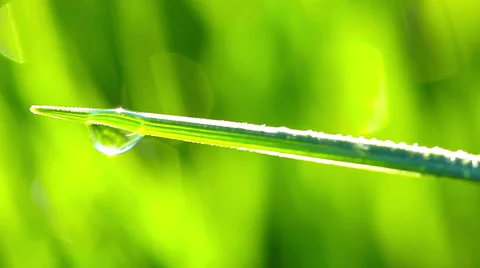 Drops of dew on a green grass Stock Footage 50583688