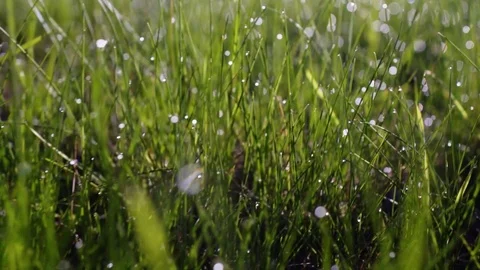 Drops of dew on the green grass. Video stock 72689935