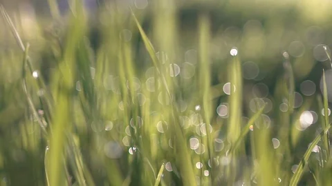 Drops of dew on the green grass. Stock Footage 72690221