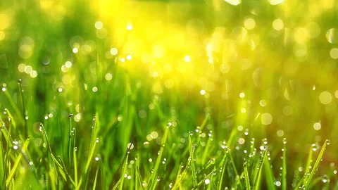 Drops of dew on a green grass Stock Footage 132887843