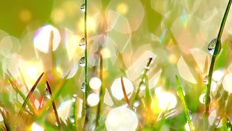 Drops of dew on a green grass Stock Footage 143959819