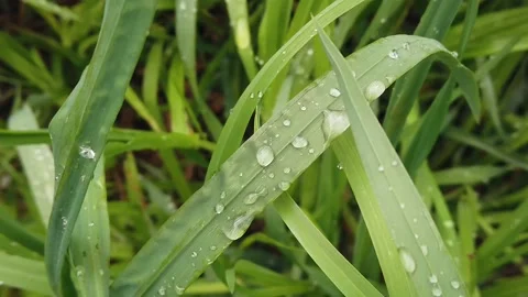 Drops of dew on the green grass in the forest. Grass with dew drops close up Video stock 130791556