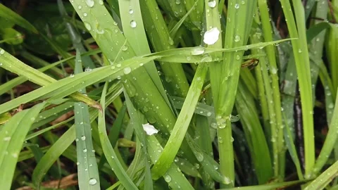 Drops of dew on the green grass in the forest. The camera slides Video stock 130792509