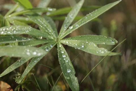 Drops of dew on the green grass. macro photography Stock Photos