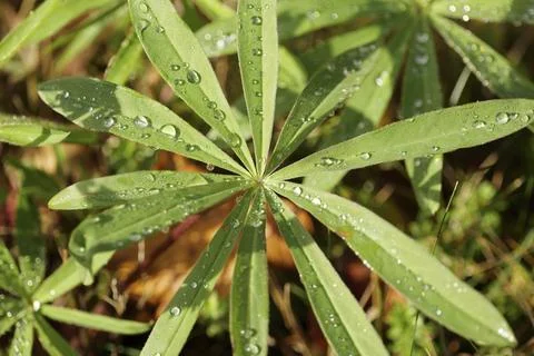 Drops of dew on the green grass. macro photography Stock Photos