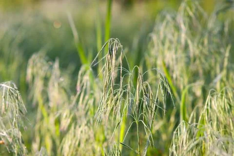 Drops of dew on a green grass Stock Photos