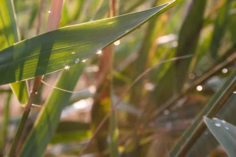 Drops of dew on a green grass 写真素材