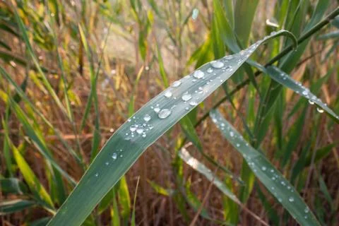 Drops of dew on a green grass Stock Photos