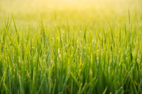 Drops of dew on a green grass Stock Photos