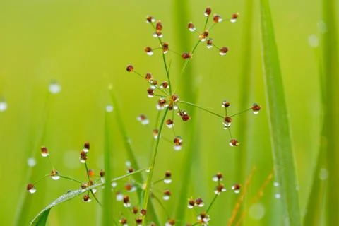 Drops of dew on a green grass Stock Photos