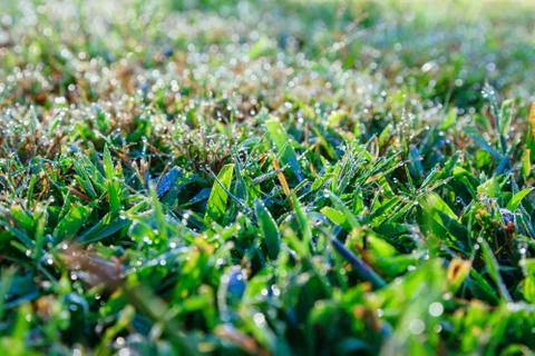 Drops of dew on a green grass Stock Photos