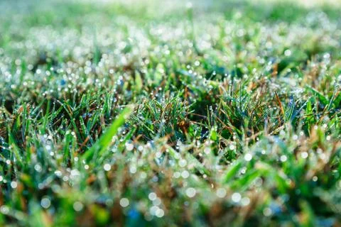 Drops of dew on a green grass Stock Photos