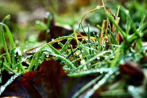 Drops of dew on the green grass Stock Photos