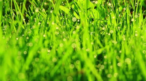 Drops of dew on the green grass sparkle. 스톡 동영상 53354734