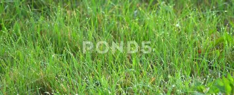 Drops of dew on the green grass, sparkle in the rays of the rising sun. The p Stock Photos