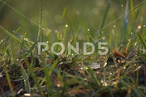 Drops of dew on the green grass, sparkle in the rays of the rising sun. The p Stock Photos