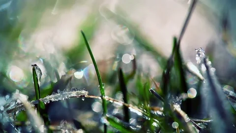 Drops of dew on a green grass. timelapse Stock Footage 219622482