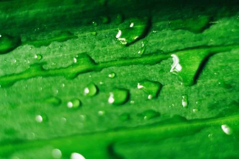 Drops of dew on a green leaf close-up, macro Fotos de archivo
