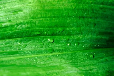 Drops of dew on a green leaf close-up, macro Foto stock