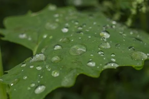 Drops of dew on green leaf closeup Stock Photos