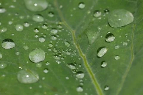 Drops of dew on green leaf closeup Stock Photos