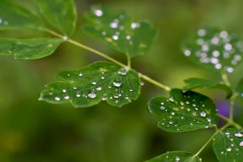 Drops of dew on a green leaf Stock Photos
