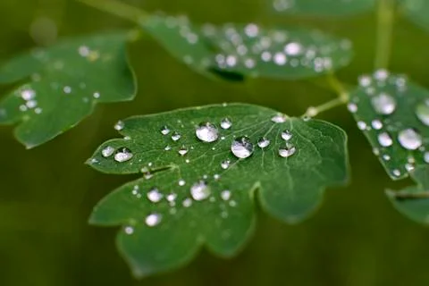 Drops of dew on a green leaf Stock Photos