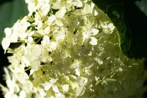 Drops of dew on a hydrangea flower lit by the morning sun Stock Photos
