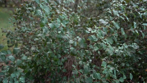 Drops of dew on the leaves of the bush Stock Footage 129671206