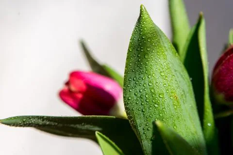 Drops of dew on the leaves of the bush Stock Photos
