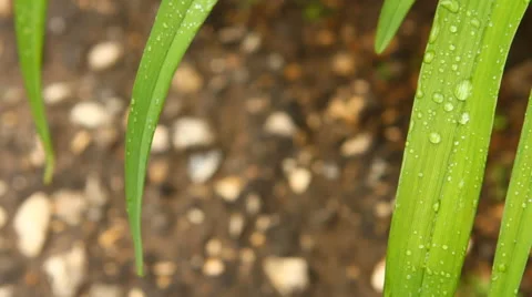 Drops of dew on the leaves of grass swaying, close-up Video stock 50128986
