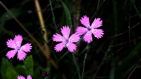 Drops of dew on the petals of a field of cloves swaying in the wind Stock Footage 119177406