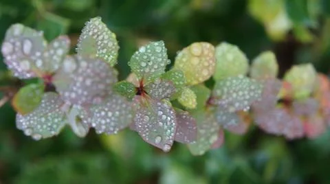 Drops of dew Stock Photos