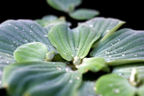 Drops of Dew Stock Photos