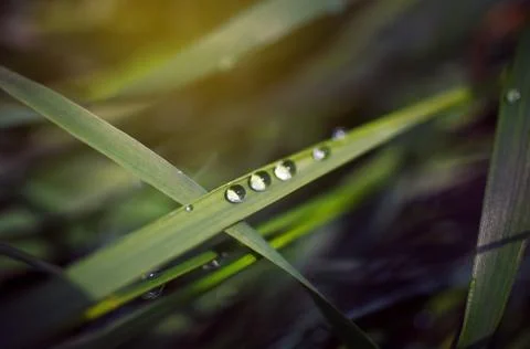 Drops of dew Stock Photos