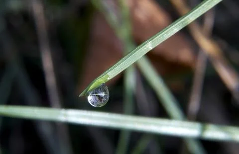 Drops dew Stock Photos