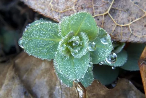 Drops dew Stock Photos