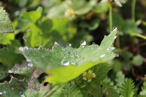 Drops of dew Stock Photos