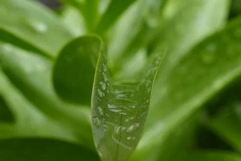 Drops, dew Stock Photos