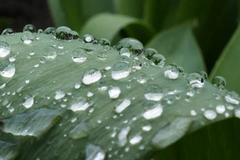 Drops, dew Stock Photos