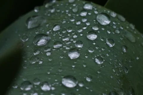 Drops, dew Stock Photos