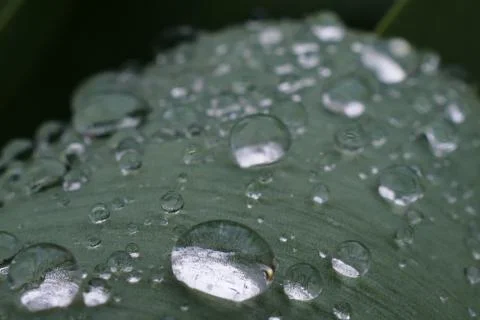 Drops, dew Stock Photos