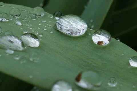 Drops, dew Stock Photos