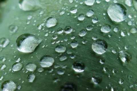 Drops, dew Stock Photos