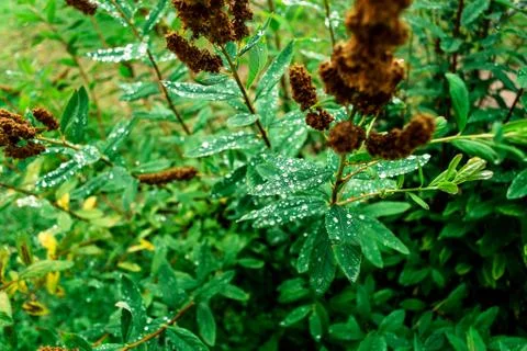 Drops of dew Stock Photos