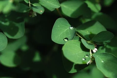 Drops of dew Фото