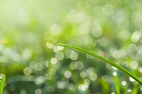 Drops of dew, purity natural background Stock Photos