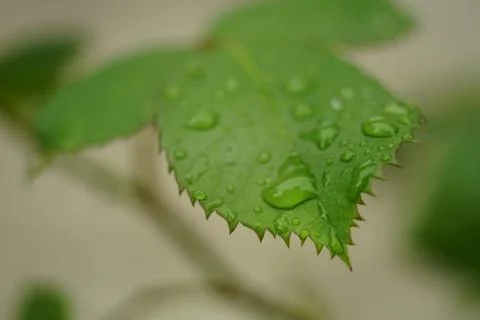 Drops of dew on a rose leaf in a summer garden 스톡 사진