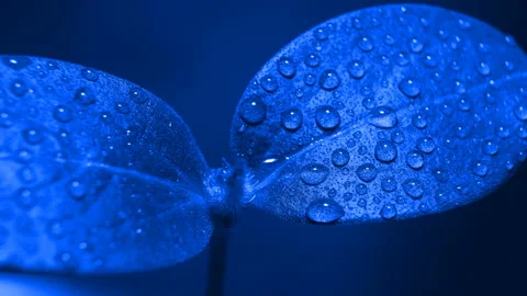 Drops of dew on a sheet. The beauty of the macro world. Stock Footage 87158399