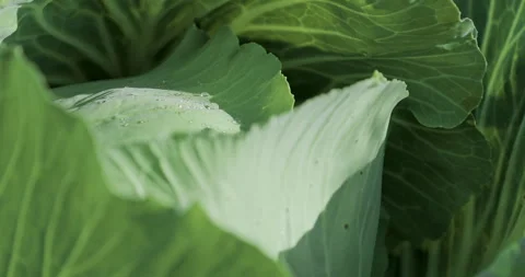 Drops of dew sparkle on the leaves. Stock Footage 322175544